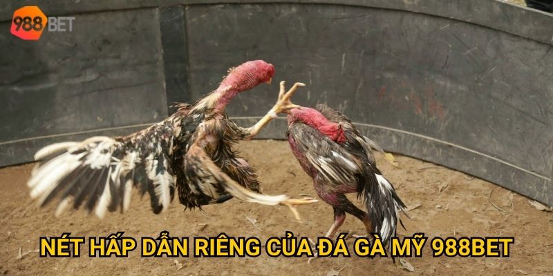 Đá gà Mỹ tại 988Bet có gì đặc biệt so với các loại hình khác? 2 Giống gà chiến mạnh mẽ và hiếu chiến