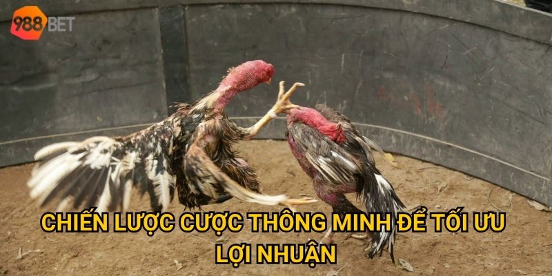 Đá gà Mỹ tại 988Bet có gì đặc biệt so với các loại hình khác? 3 Chiến lược cược thông minh để tối ưu lợi nhuận