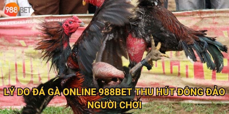 Làm sao để thắng lớn khi chơi đá gà online tại 988Bet? 2 Lý do đá gà online 988Bet thu hút đông đảo người chơi