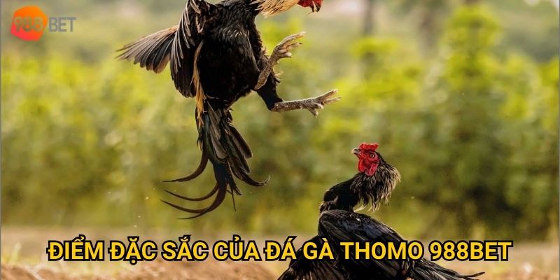 Vì sao đá gà Thomo tại 988Bet luôn khiến người chơi phấn khích? 2 Điểm đặc sắc của đá gà Thomo 988Bet