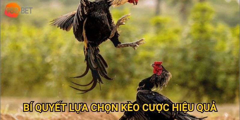 Vì sao đá gà Thomo tại 988Bet luôn khiến người chơi phấn khích? 3 Bí quyết lựa chọn kèo cược hiệu quả